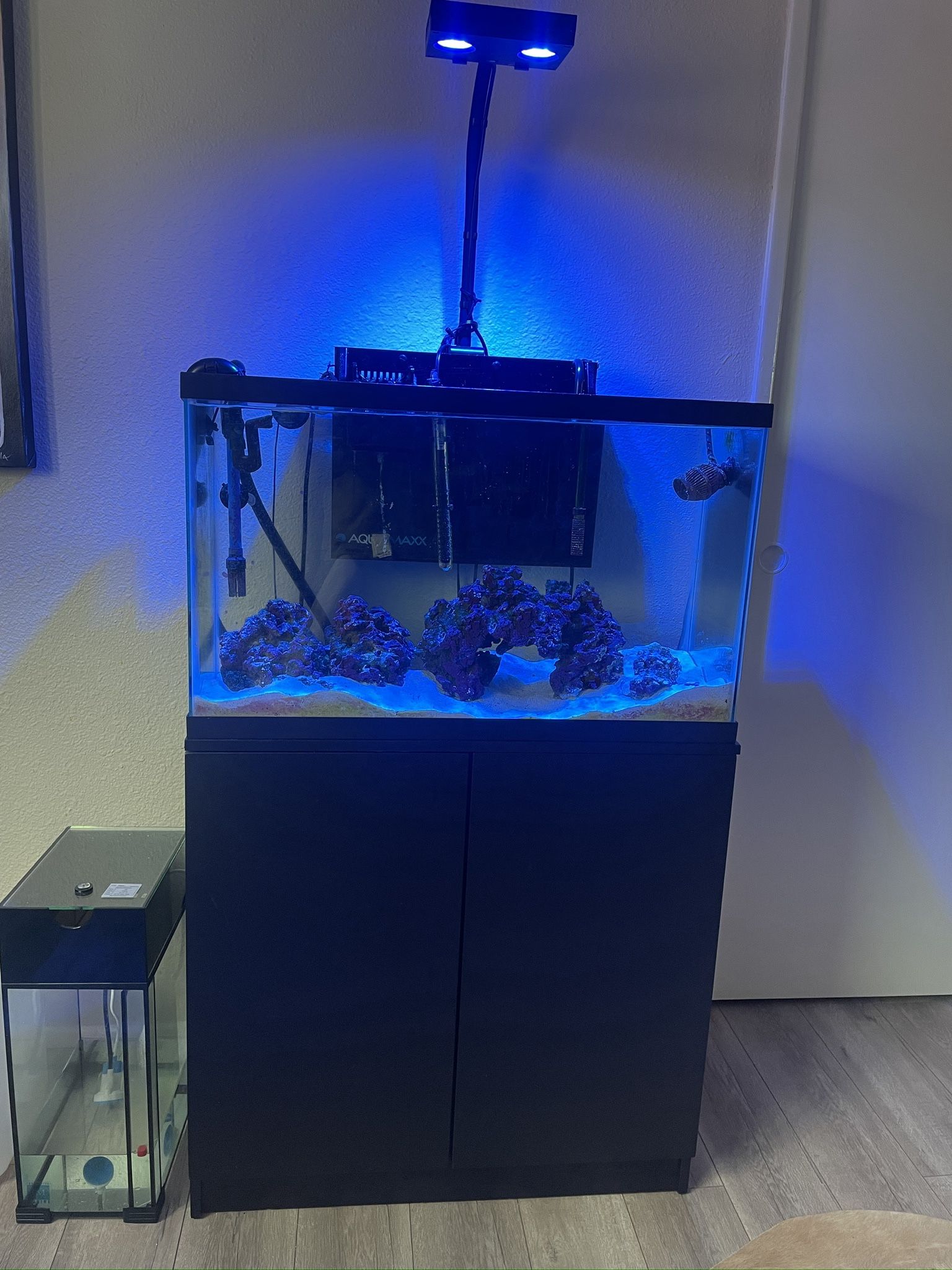 Saltwater Aquarium