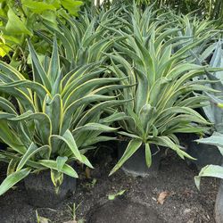 Agave Desmettiana In 3 gls Pot. SPECIAL PRICE 🤩