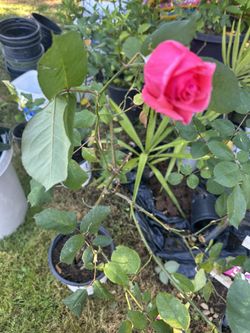 Rose Plant