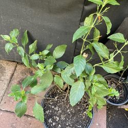 Muicle Medicinal ( Honeysuckle)