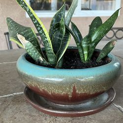 Beautiful Potted Snake Plant
