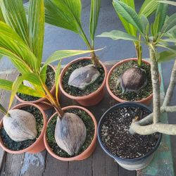 Coconut Palm Tree Sprouted 