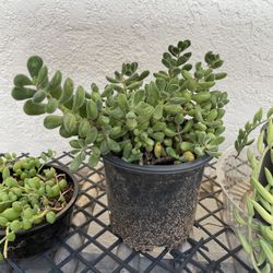 6in Pot Crassula Green Beans Succulent 