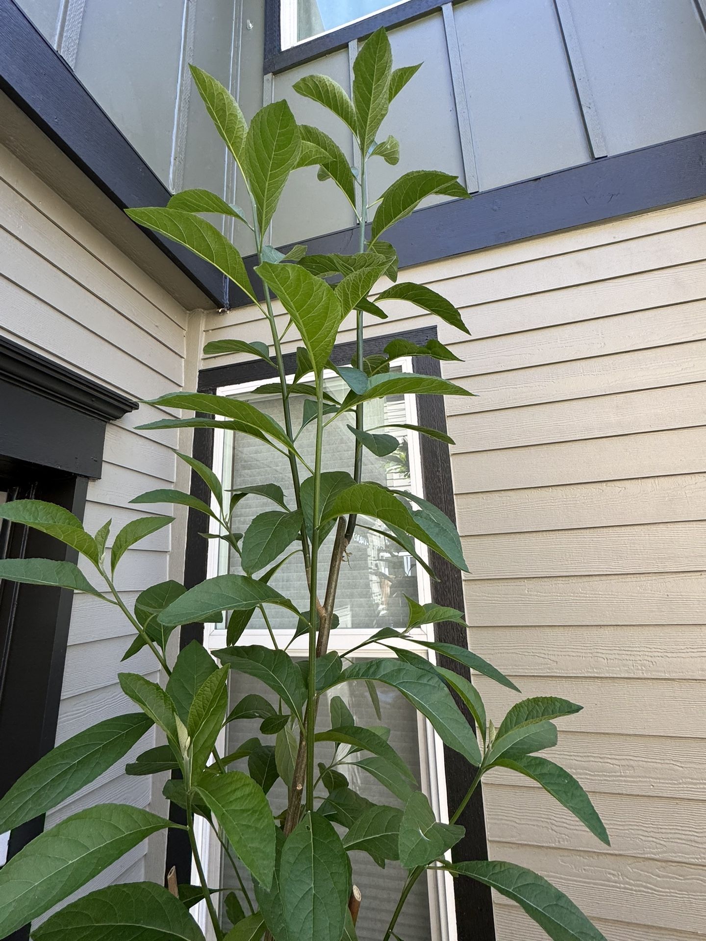 Bitter Leaf Plant - Vernonia Amygdalina