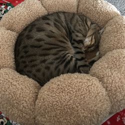 Small Pet Bed