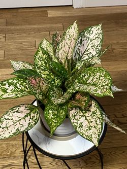 Aglaonema 'Etta Rose' In Ceramic Pot for Sale in Federal Way, WA - OfferUp