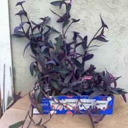 Purple Heart Wandering Plants 