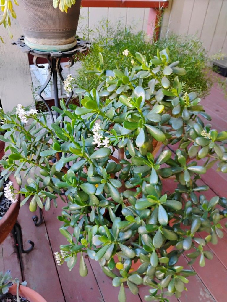 Jade Plants