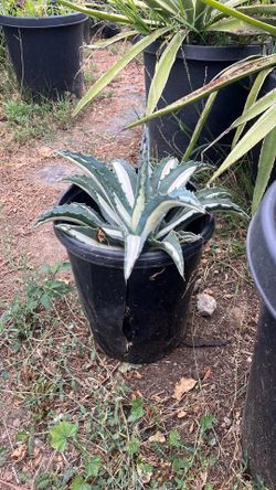 Agave americana var