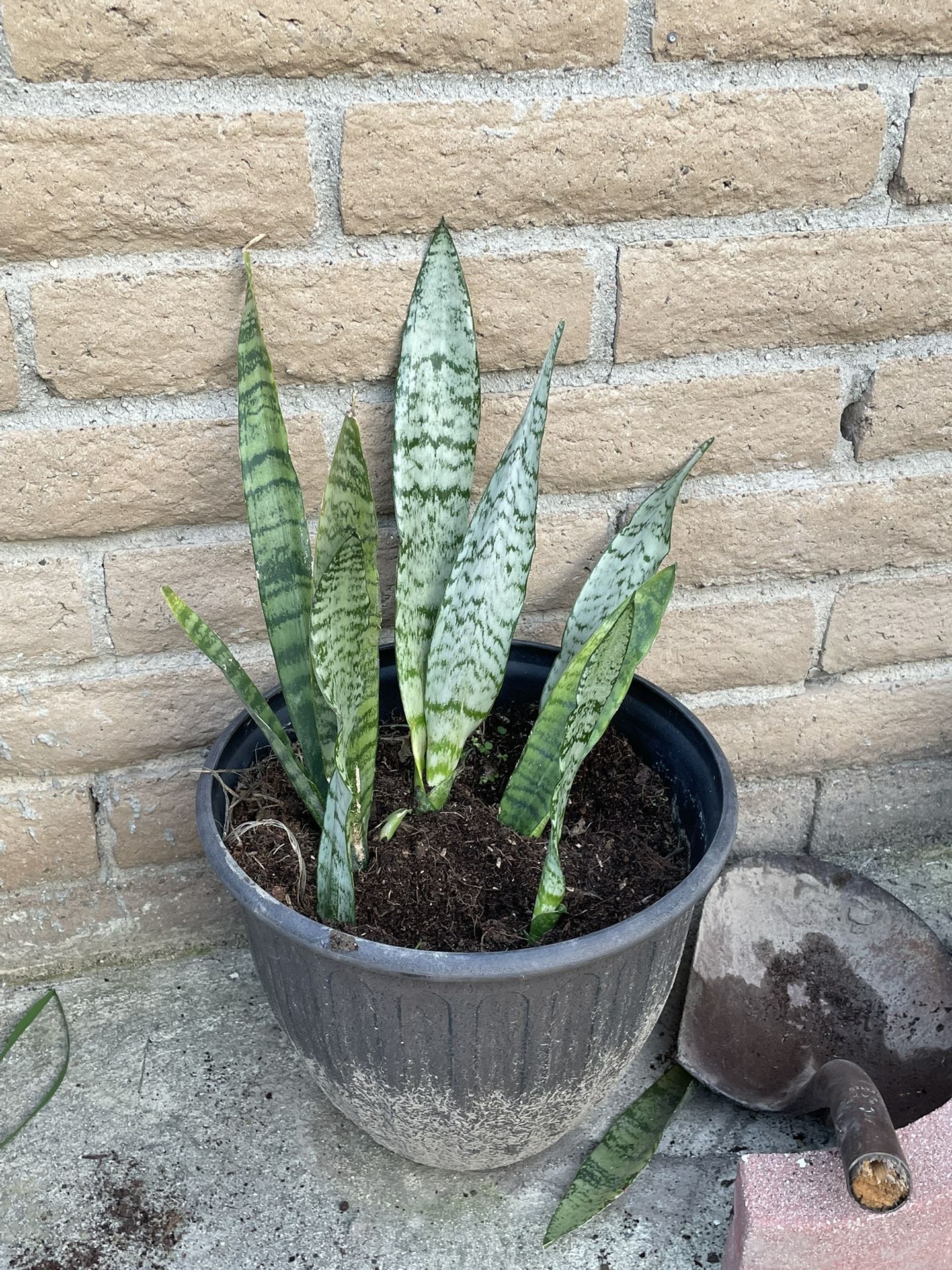 Snake Plants In More Than A Foot Wide Plastic Pot 