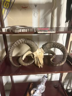 Beautiful - RARE* 4 Horn or Jacobs Sheep Big Horns