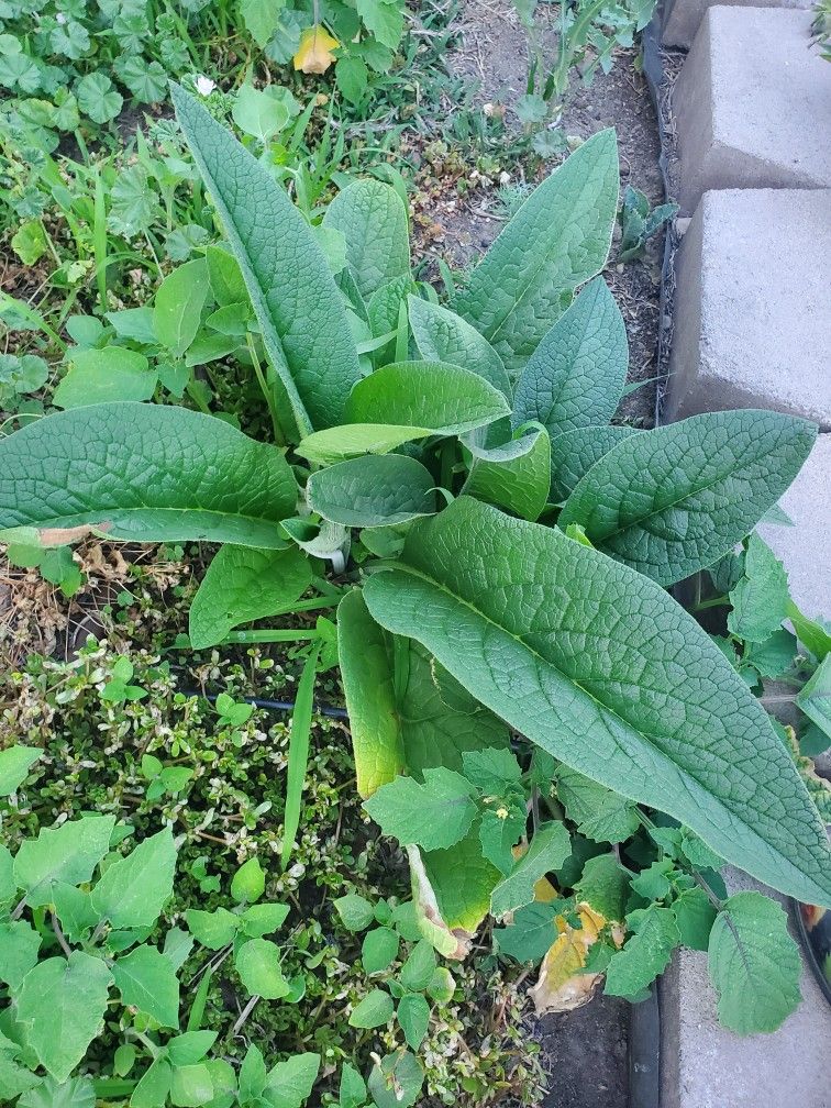 Comfrey Plants, Medicinal, Organically Grown
