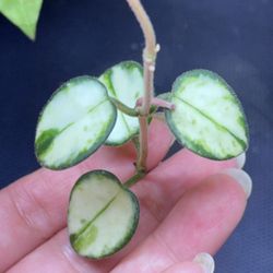 Hoya Mathilde Variegated 