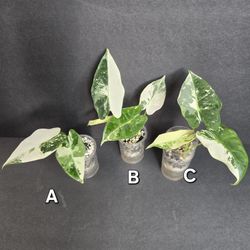 Alocasia Frydek Variegated 