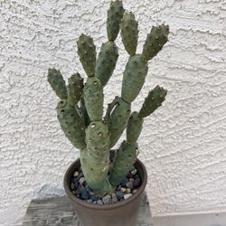 Rare Cactus 