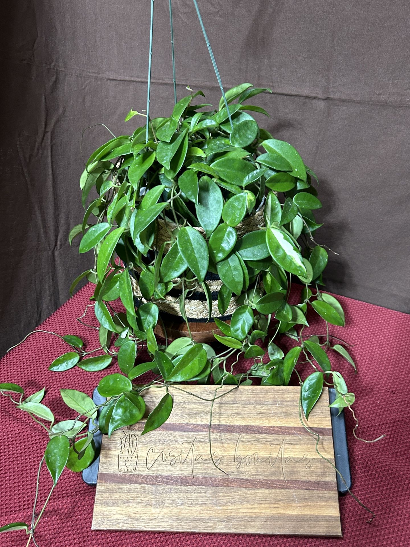 Hoya Carnosa ~ Sold by Cositas Bonitas