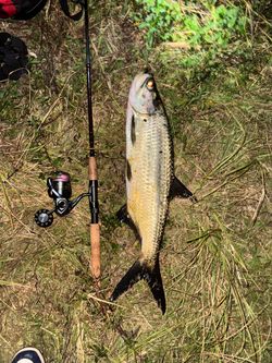 Shimano miravel 4000xg on a 7,0 medium heavy Offshore angler goldcup inshore rod