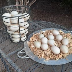 Duck Eggs 
