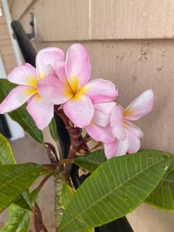 Pink plumeria tree