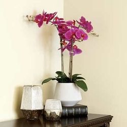 2 Faux Orchids from Costco 