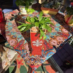 Christmas Cactus In  12in Ceramic Pot 