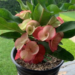Euphorbia Milii
