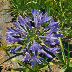 Agapanthus