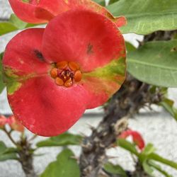 Corona De Cristo, Flame Of The Forest