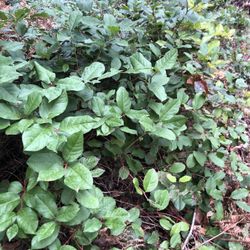 Free Salal  Bushes - U-Dig