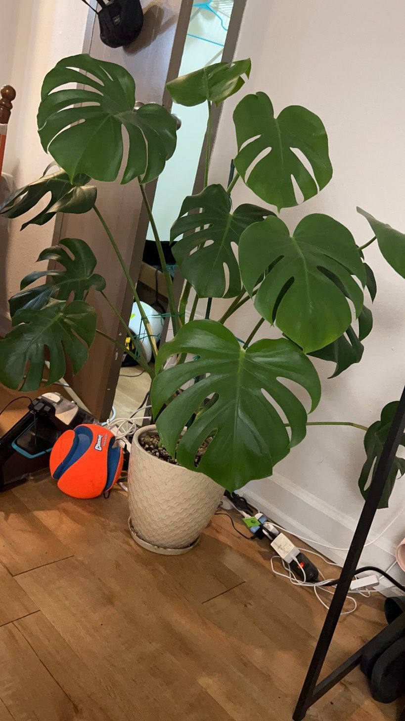 Monstera Deliciosa Live Houseplant With Pot