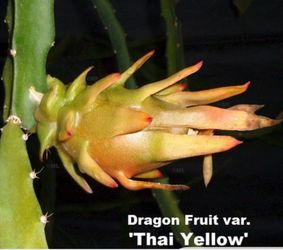 Cutting dragon fruit