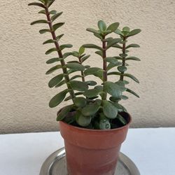 10” Adorable Jade Plant 🪴