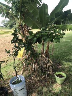 Lemon tree with lemon.