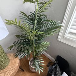 Decorative Palm Plant