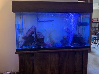 100 gallon fish tank with hood and stand