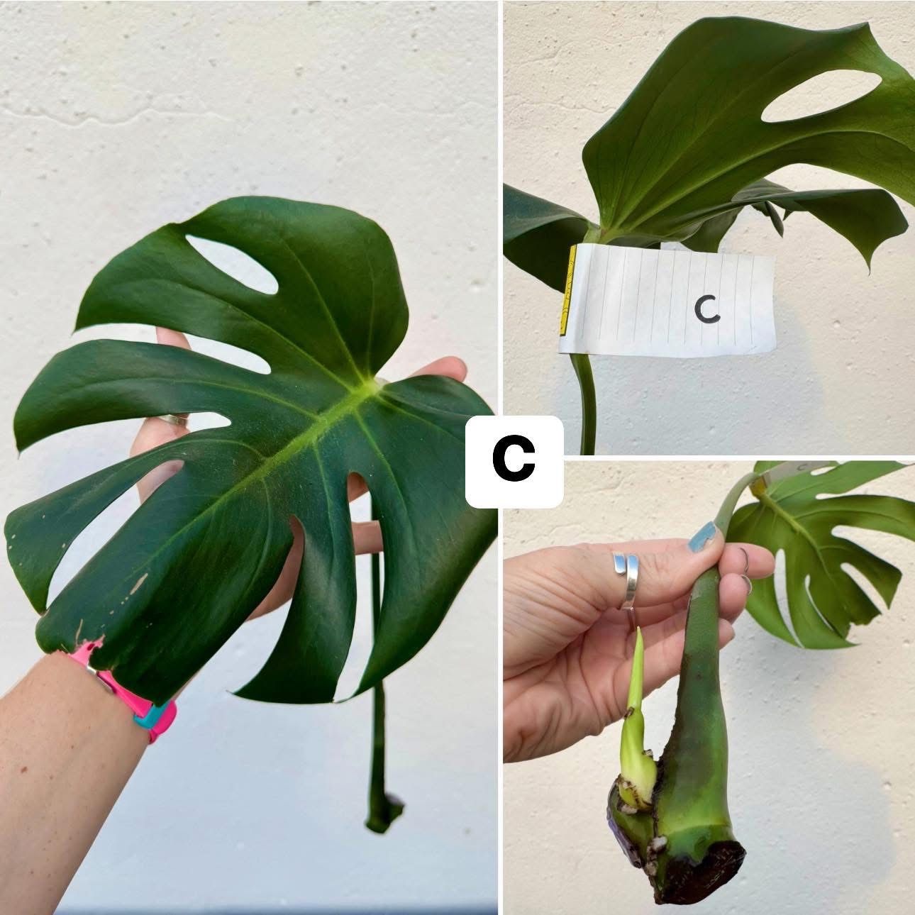 Giant Monstera Deliciosa Plant Cuttings