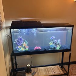 55 Gallon tank, Stand And Filter