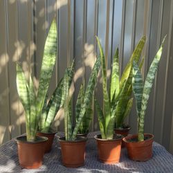 Snake Plants Lengua De Suegra.