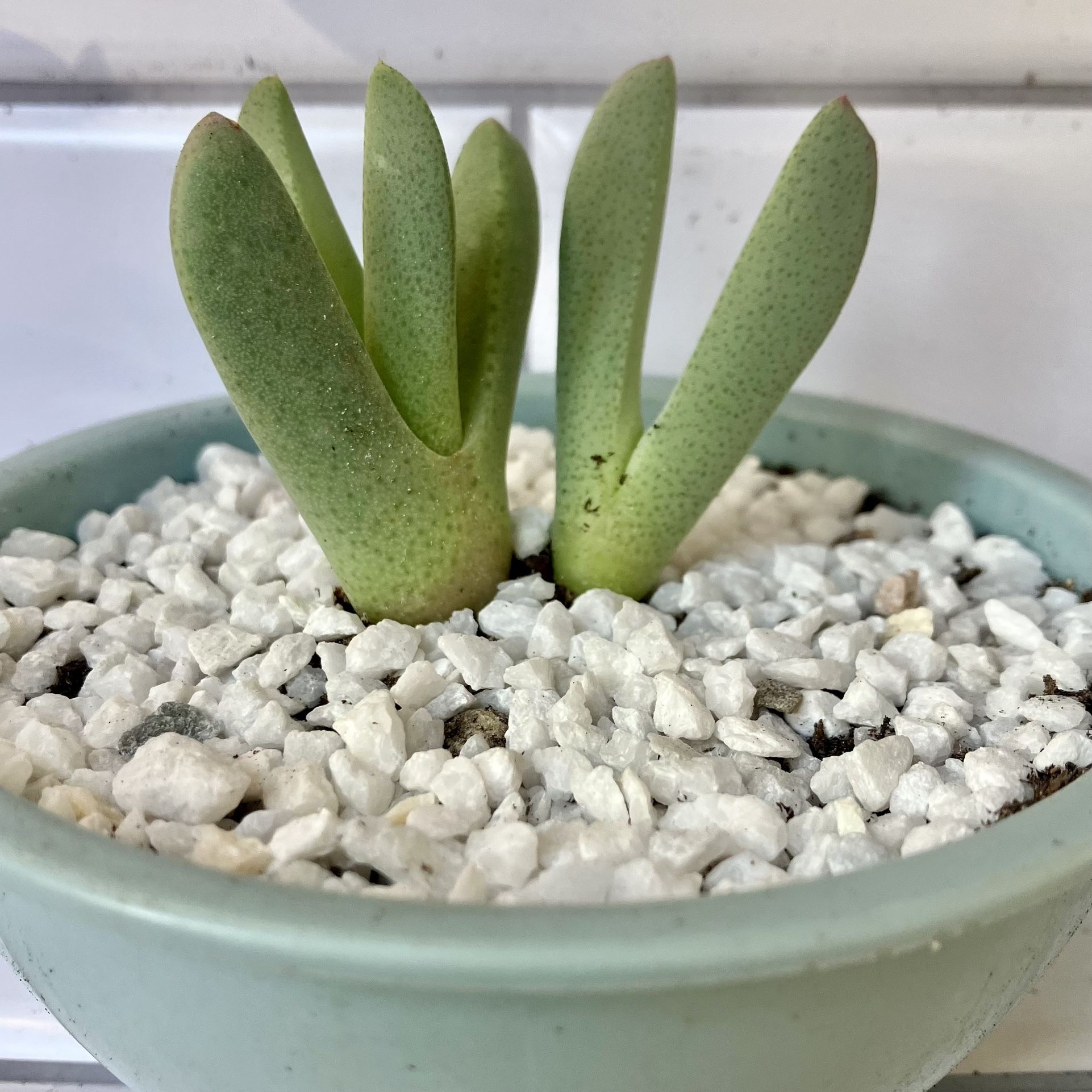 2” UnIqUe Cheiridopsis candidissima 'Lobster Claws' Succulent for Sale