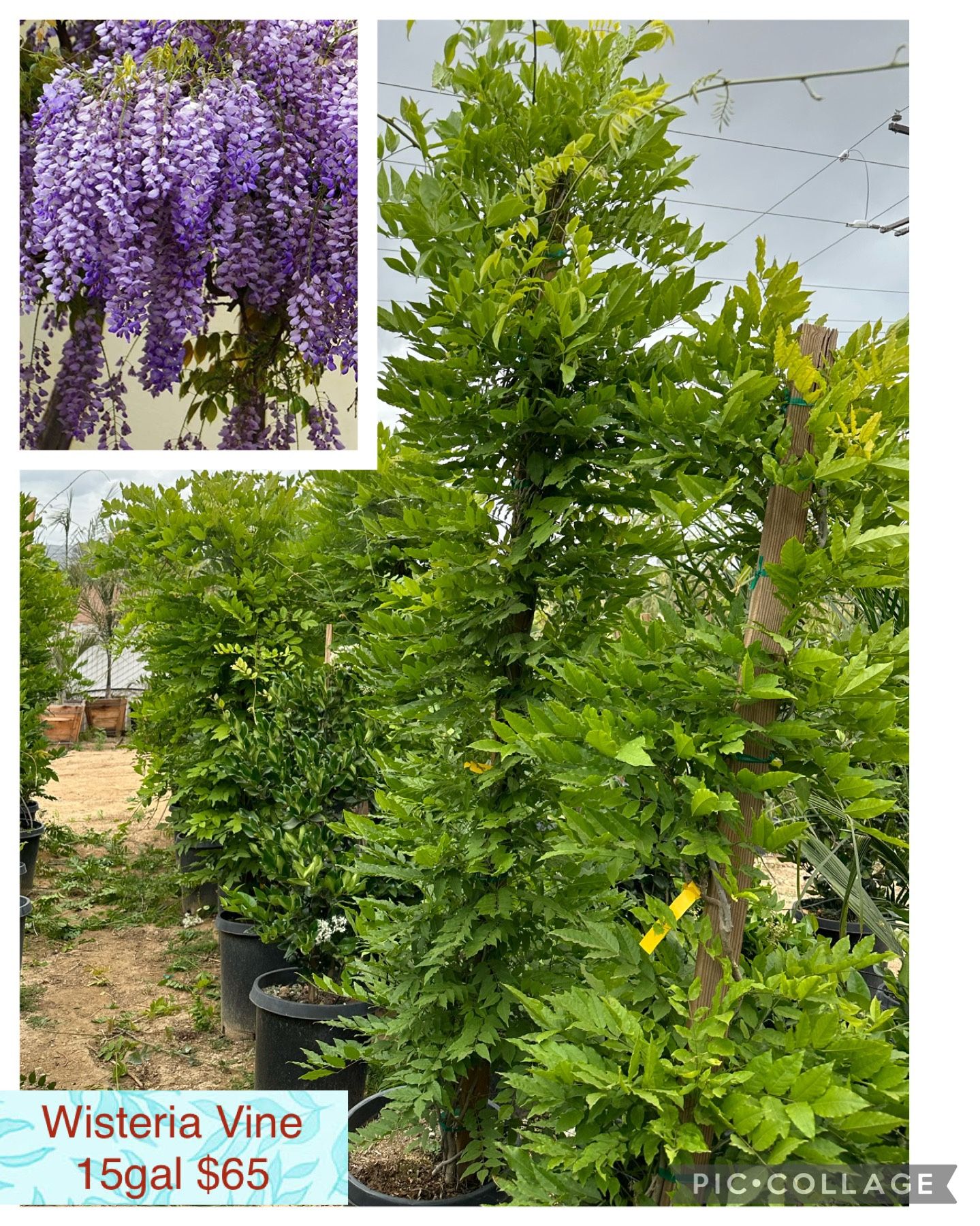 Wisteria Vine