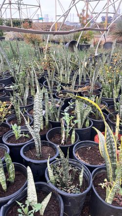 Snake plants
