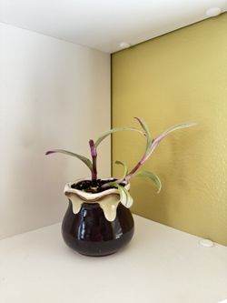 Live Tradescantia House Plant In A Ceramic Planter Pot with Drainage