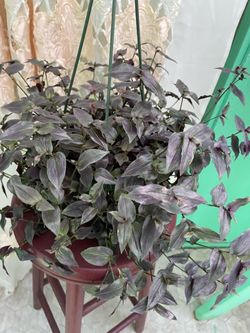 Purple leaf