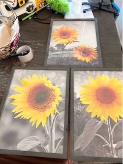 Sunflower pictures