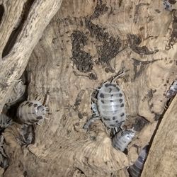 Isopods Porcellio Laevis Dairy Cow