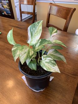 Marble Queen Pothos Plant In 6” Pot