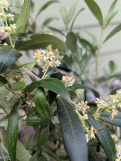 The Organic 🫒 Olive tree