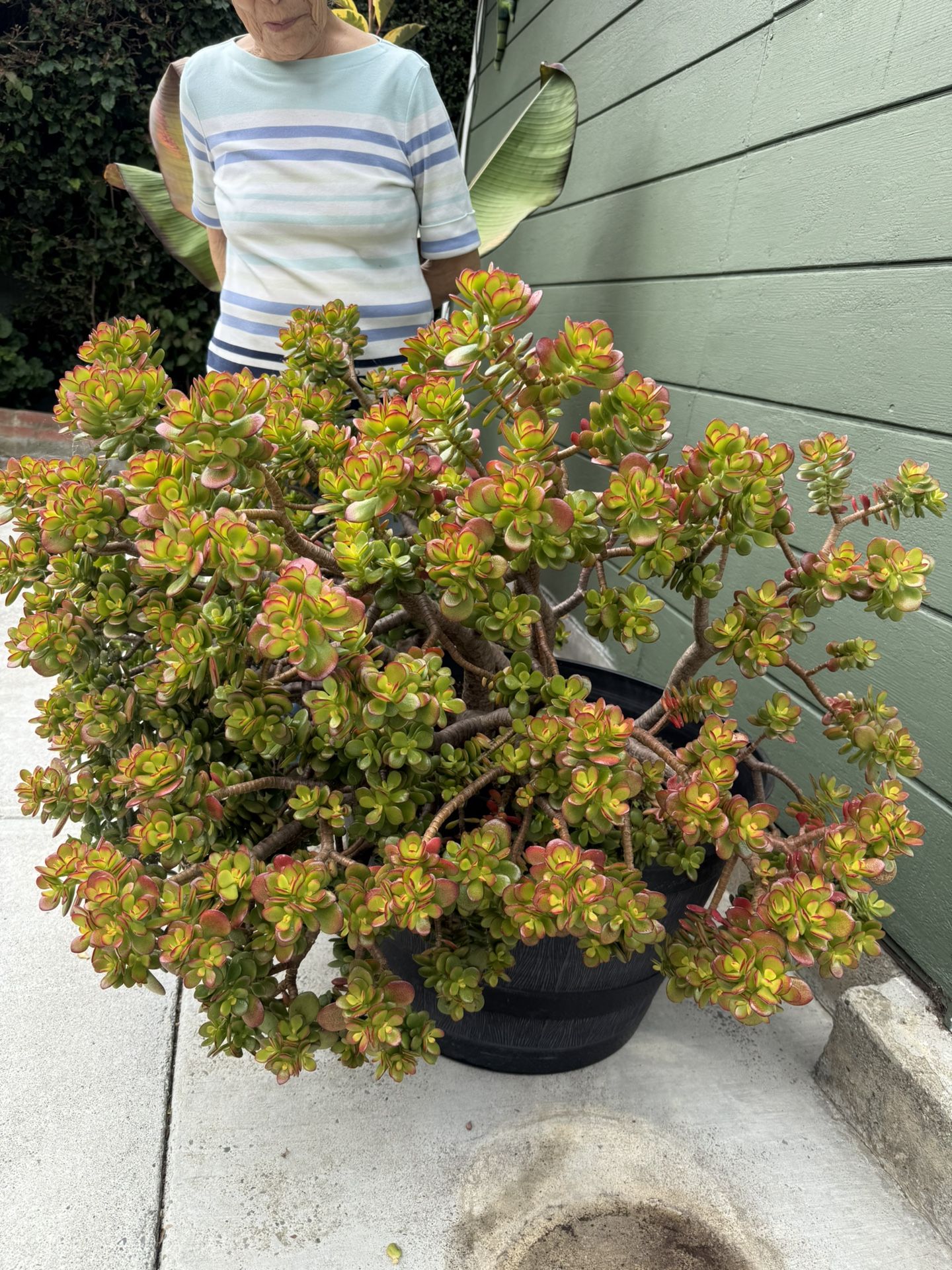 Large Jade Plant In Pot