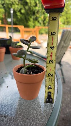 Jade