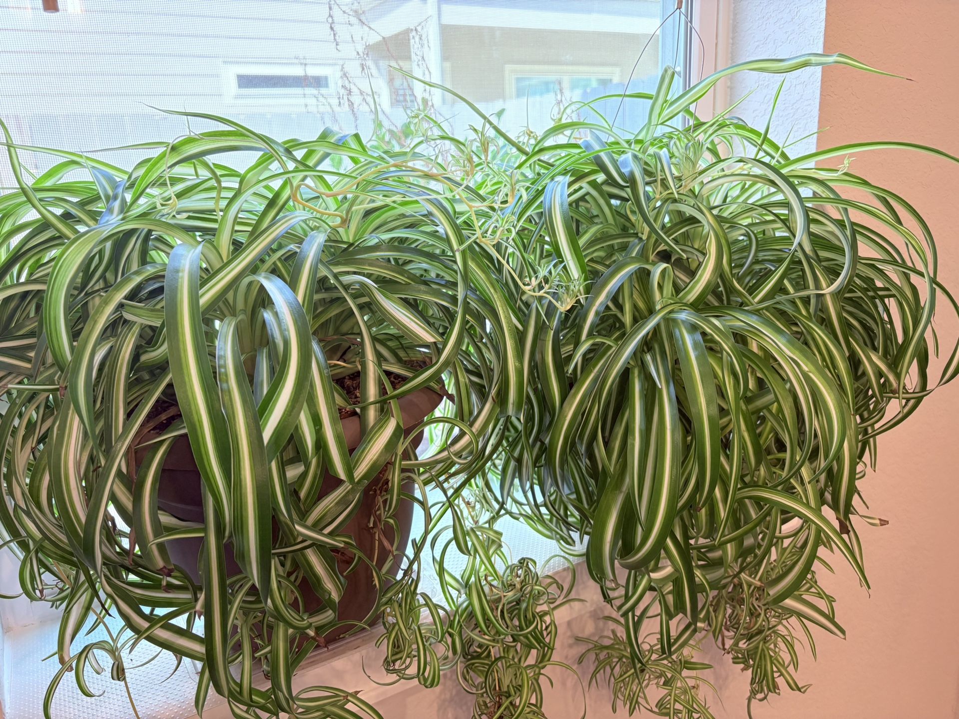 Large Variegated Spider Plant In Plastic Pot